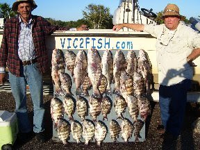 big sheepshead
