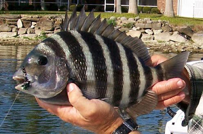 sheepshead on fly