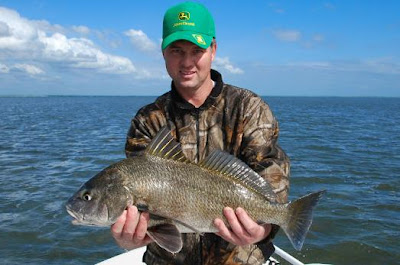 black drum