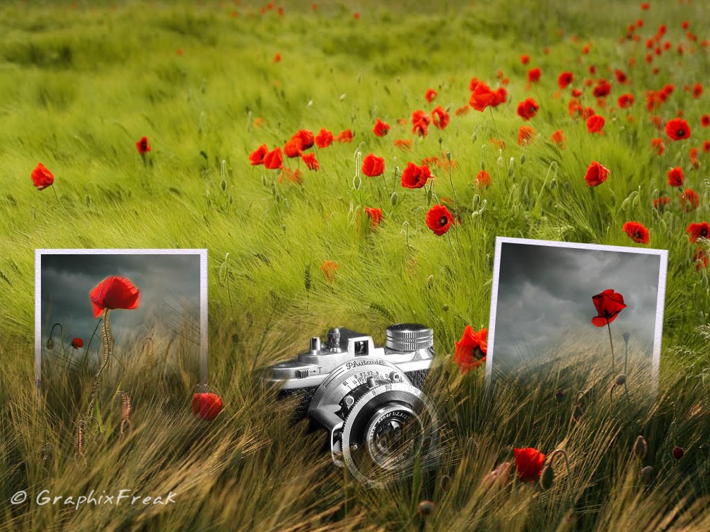 http://4.bp.blogspot.com/_dfZrKuCHgmw/TS-8H6e3liI/AAAAAAAAJz4/6uSK5glUFxk/s1600/flowerfieldbygraphixfrecw4-783225.jpg