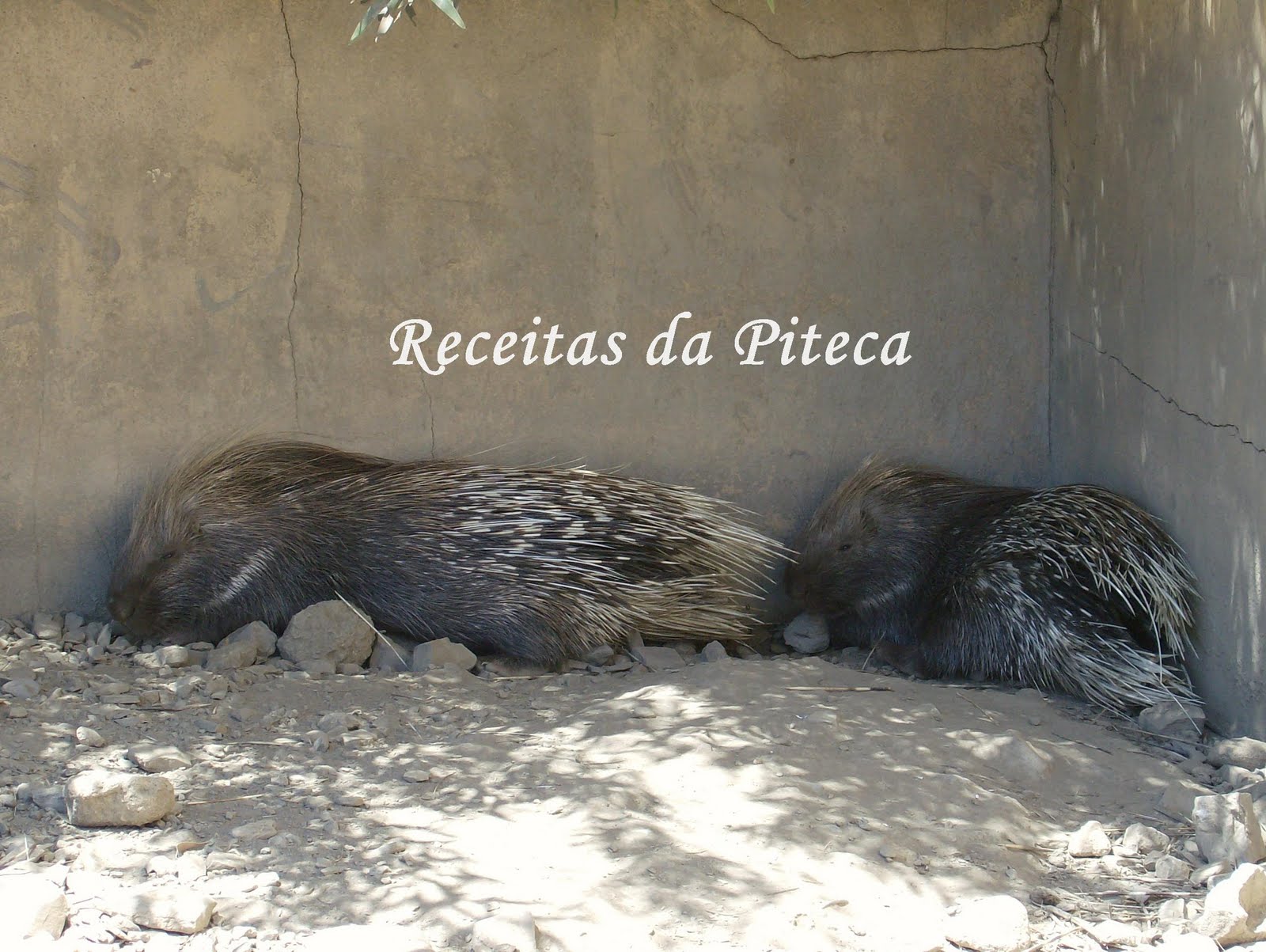 [Porco+espinhos.jpg]