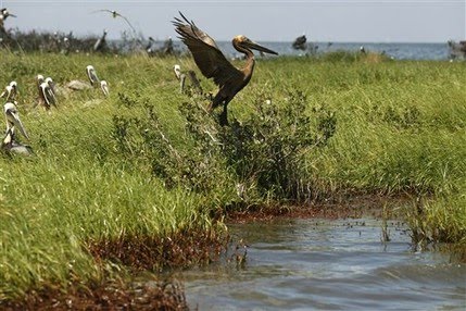 Welcome to Louisiana "The Bayou State" 100529103852OilWetlandsPelican