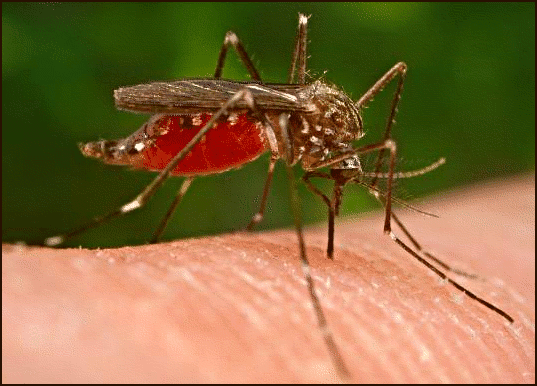pictures of spider bites spider bites treatment. pictures of spider bites