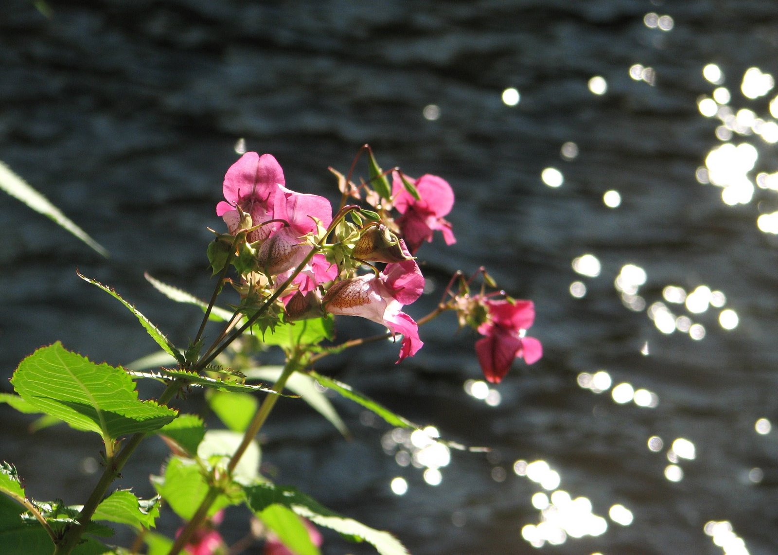 [IMG_0051.JPG]