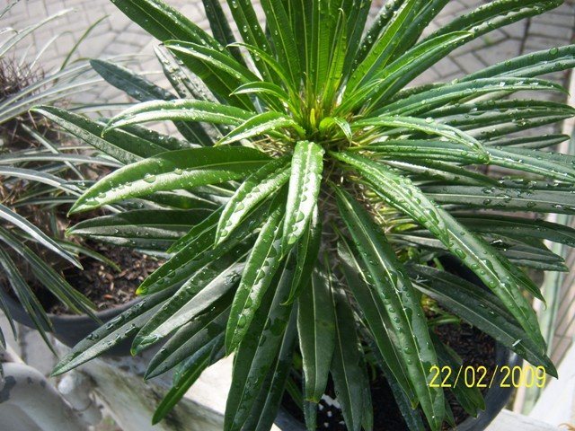 Daun pachy lamerii yg sehat