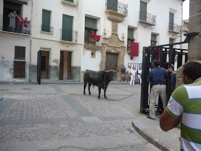 La Vaquilla del Ángel de Teruel Toro ensogado de Rubielos de Mora