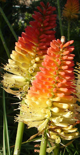 red hot poker