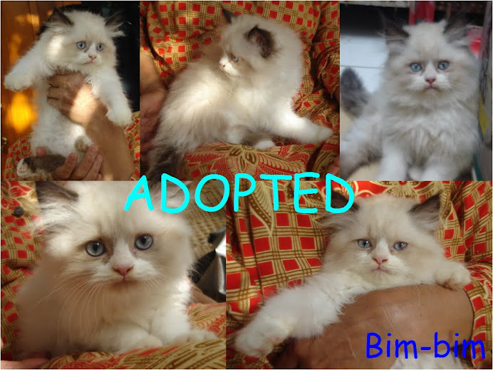 bim-bim adopted