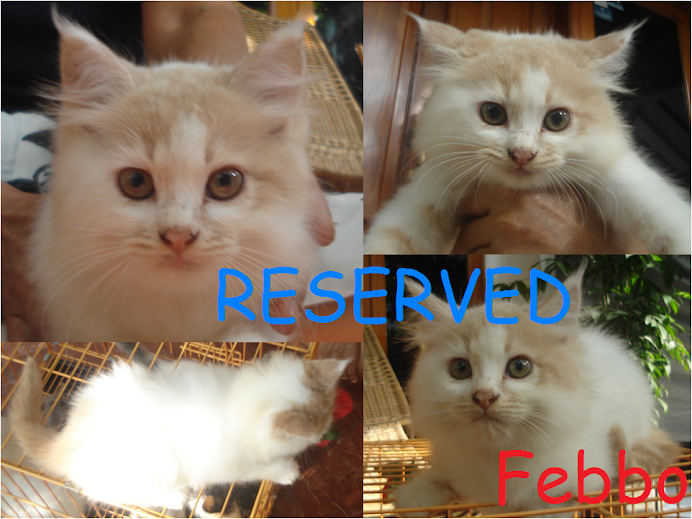 Febbo RESERVED