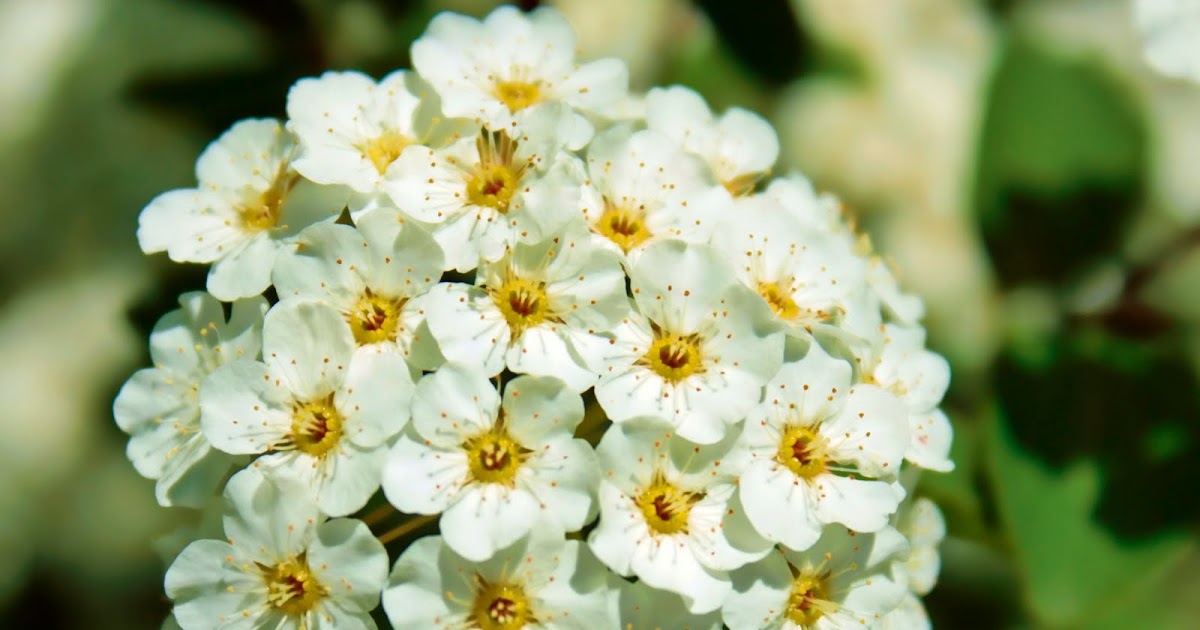 Otto Photography How do flower's get their color?