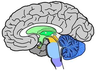 [xbrain.JPG]