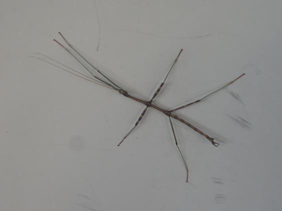 [stickbug.JPG]