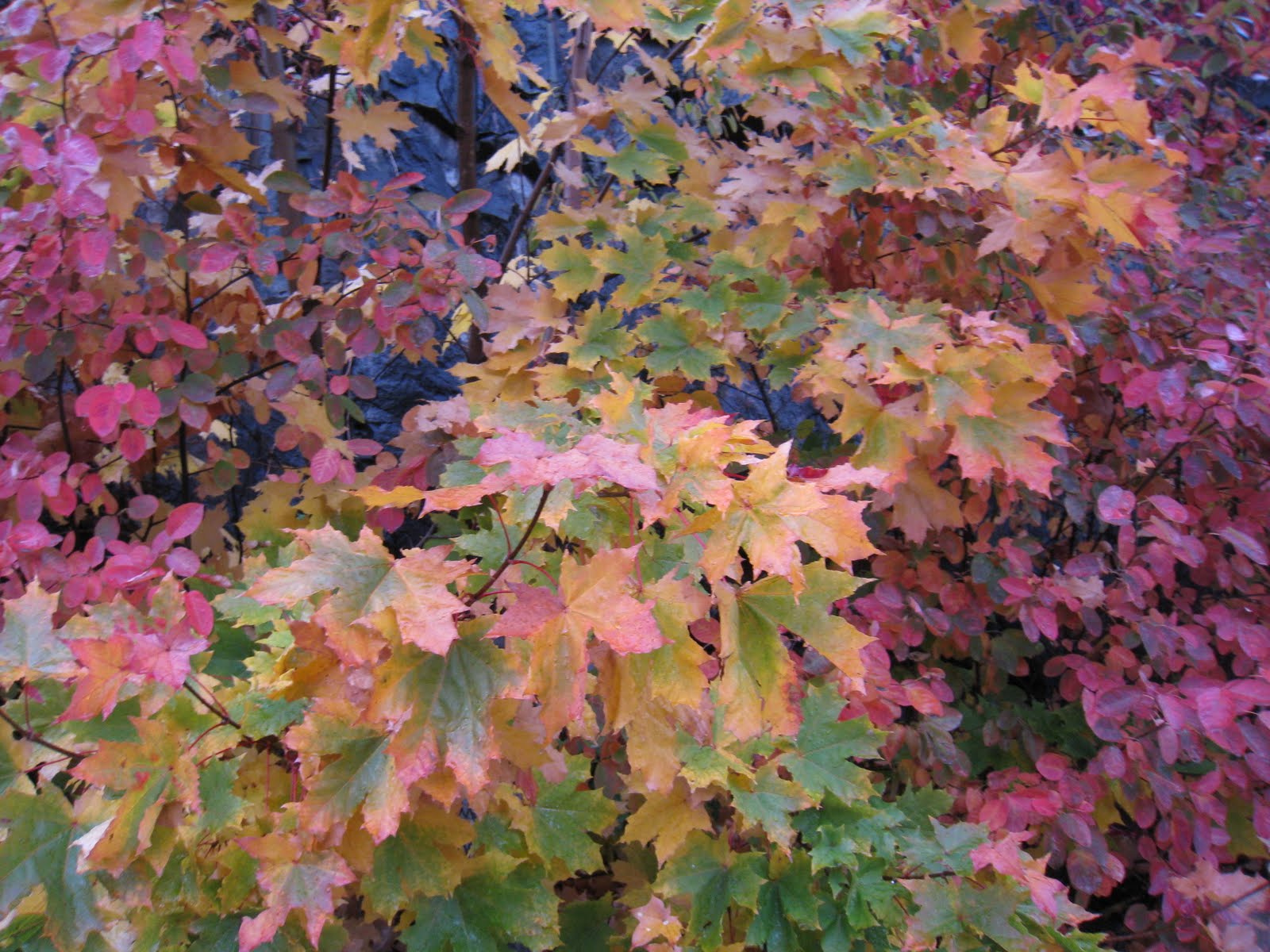 [Helsinki+-+Outono+(3)+-+Copy.JPG]