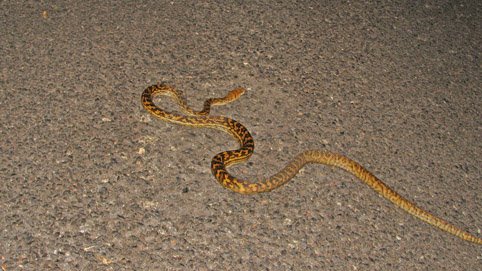 [python3.jpg]