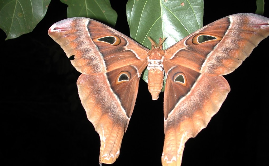 BunyipCo The Hercules Moth