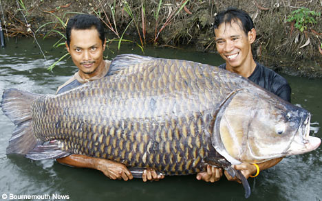 Fishing Big Catch