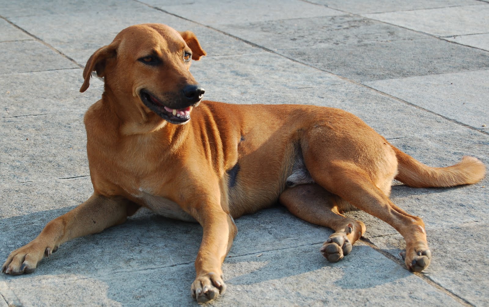 dogs india are you a pariah fan brutus dogs india are you a pariah fan brutus