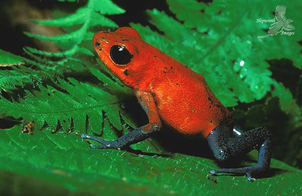 especies especies