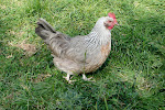 Female Dorking chicken