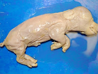 Fetal Pig Diagram Fetal Pig Diagram