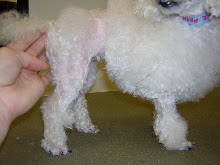 Toy Poodle