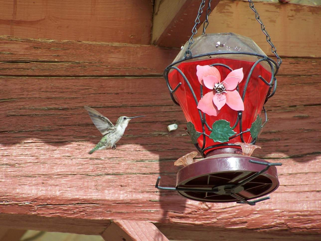 [hummingbird6.jpg]