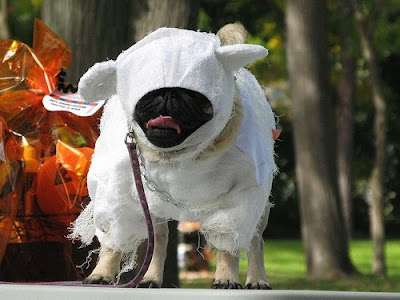 ihasahotdog pug attn pug s page 4 gaming general xbox forum ihasahotdog pug attn pug s page 4 gaming general xbox forum