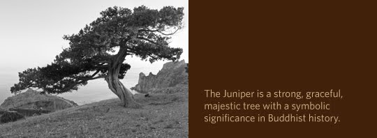 [Juniper_photo(1).jpg]