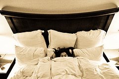 [comfy+bed.jpg]