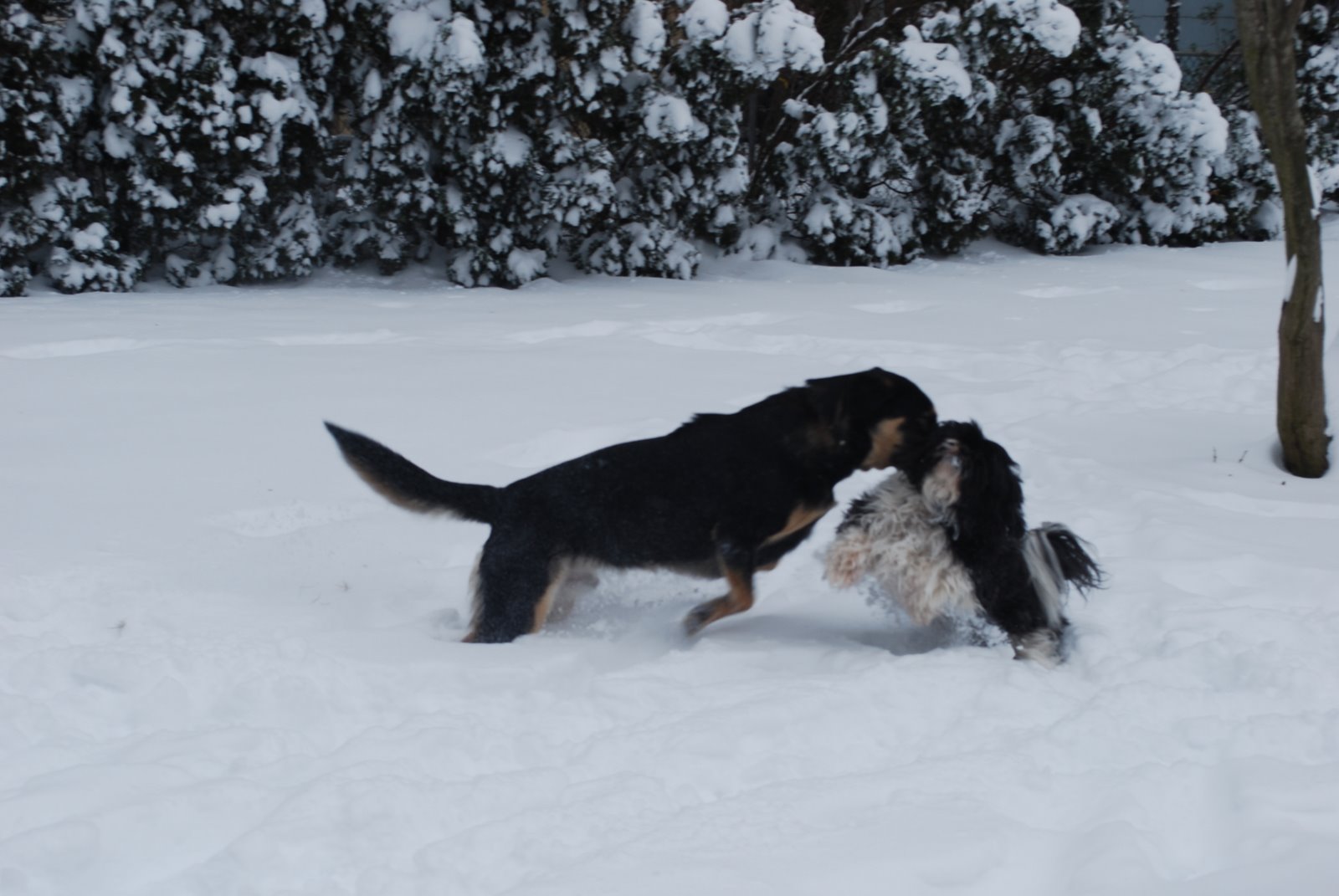 [snow+day+031.JPG]