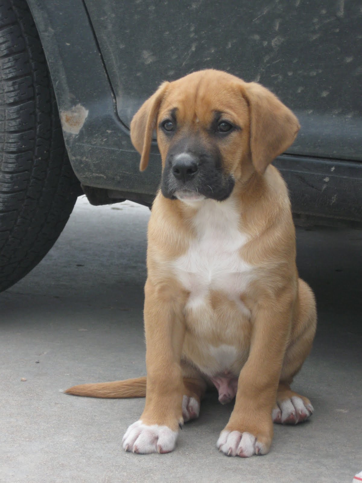 Boxer/Lab Puppies Boy Puppy from Cleo's Last Litter