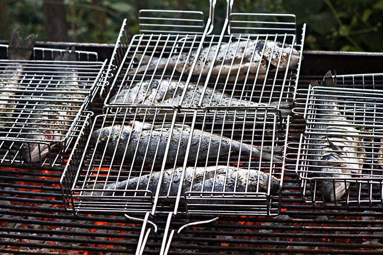 [fish.jpg]