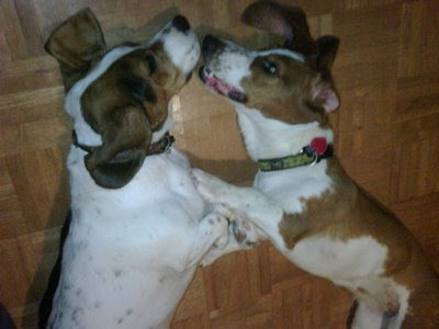 licking each other's faces