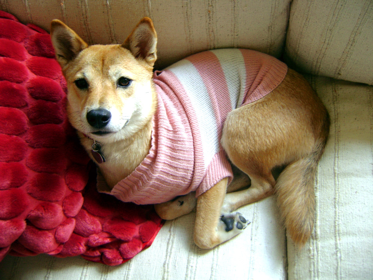 [momocouch.jpg]