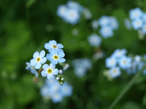 [bluets.jpg]