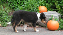 Superdog and the punkin