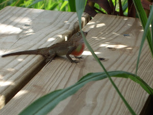 A cute lizard on the porch at JCM's house in Vieques