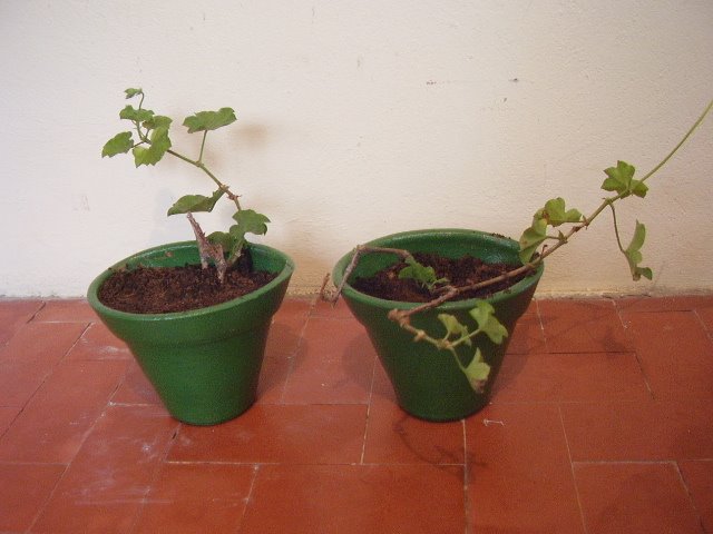 [P3140382.JPG]