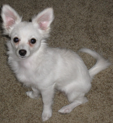 a little bird told me so.: July 2009