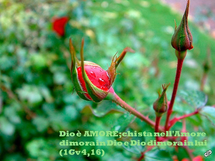[Dio+&egrave;+amore.jpg]