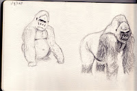 Silverback gorillas