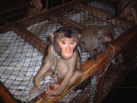 VENTA CLANDESTINA ANIMAL SILVESTRE venta clandestina animal silvestre: