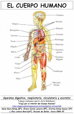 Cuerpo Humano Y Sus Partes En Ingles Imagenes