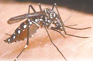 Dengue Fever Mosquitoes Dengue Fever Mosquitoes