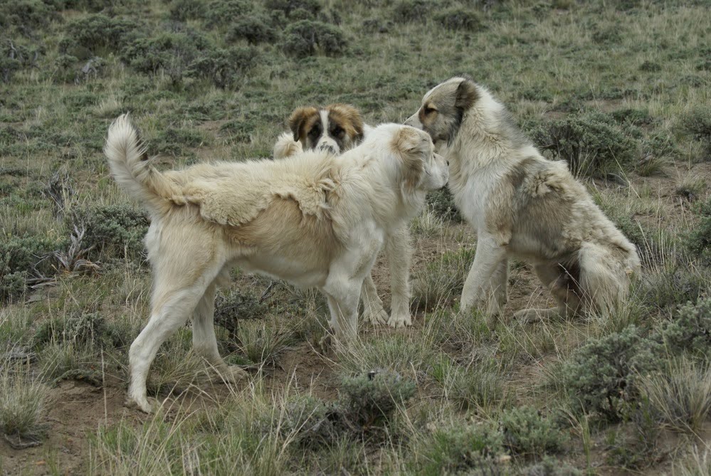 Herd Dogs