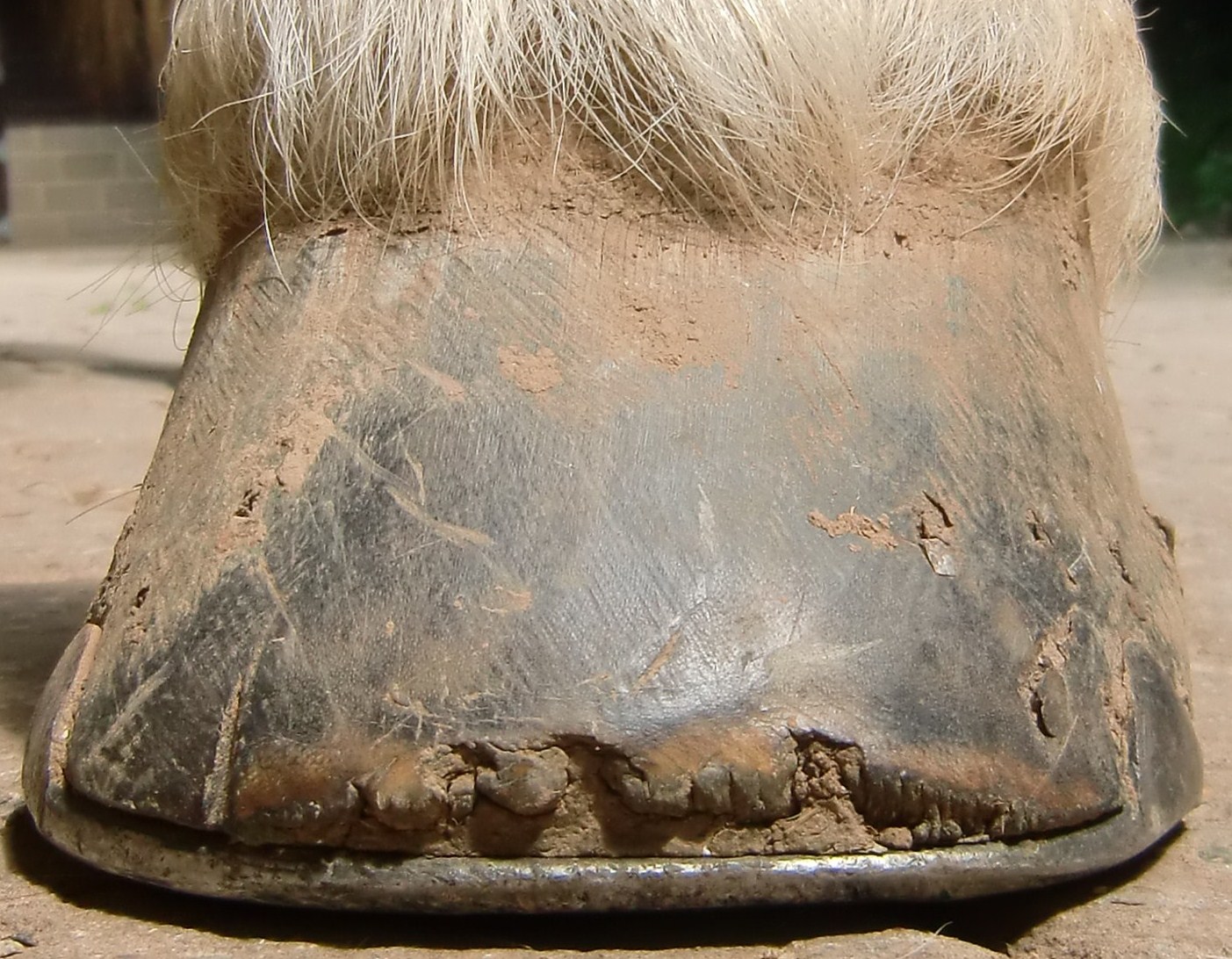 Barefoot Horse Blog Lameness Removing shoes a case study