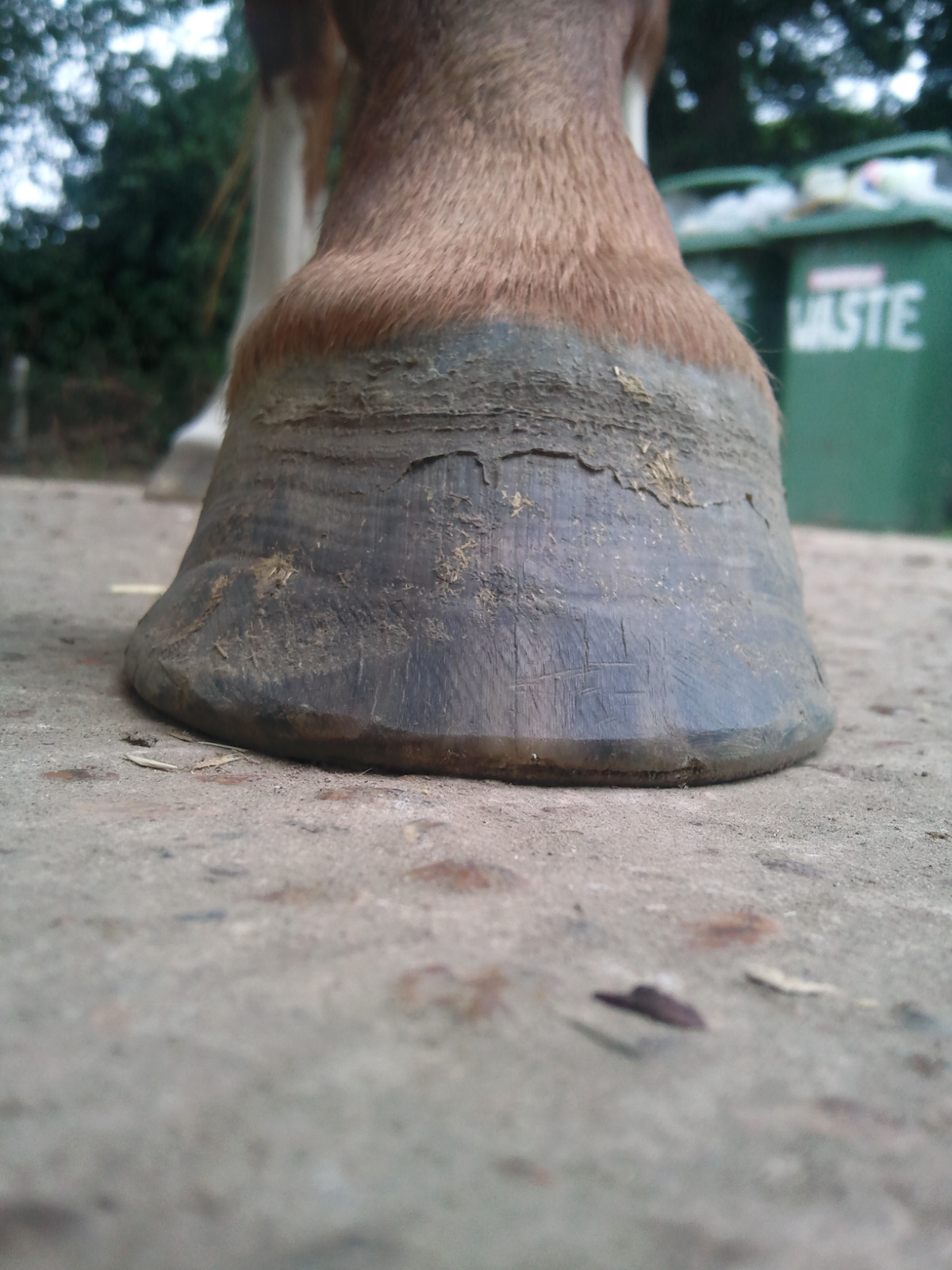 Barefoot Horse Blog More transition pictures