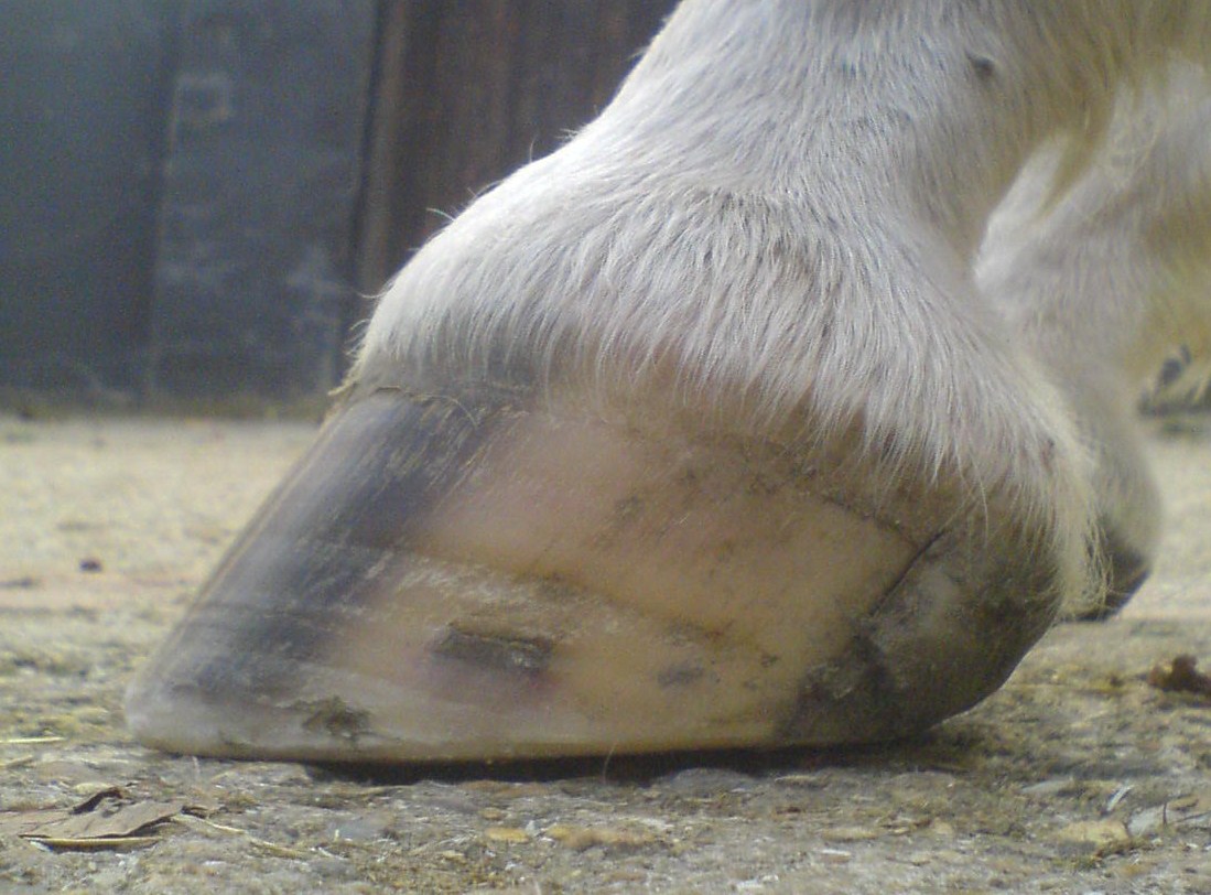 Barefoot Horse Blog Hooves and health