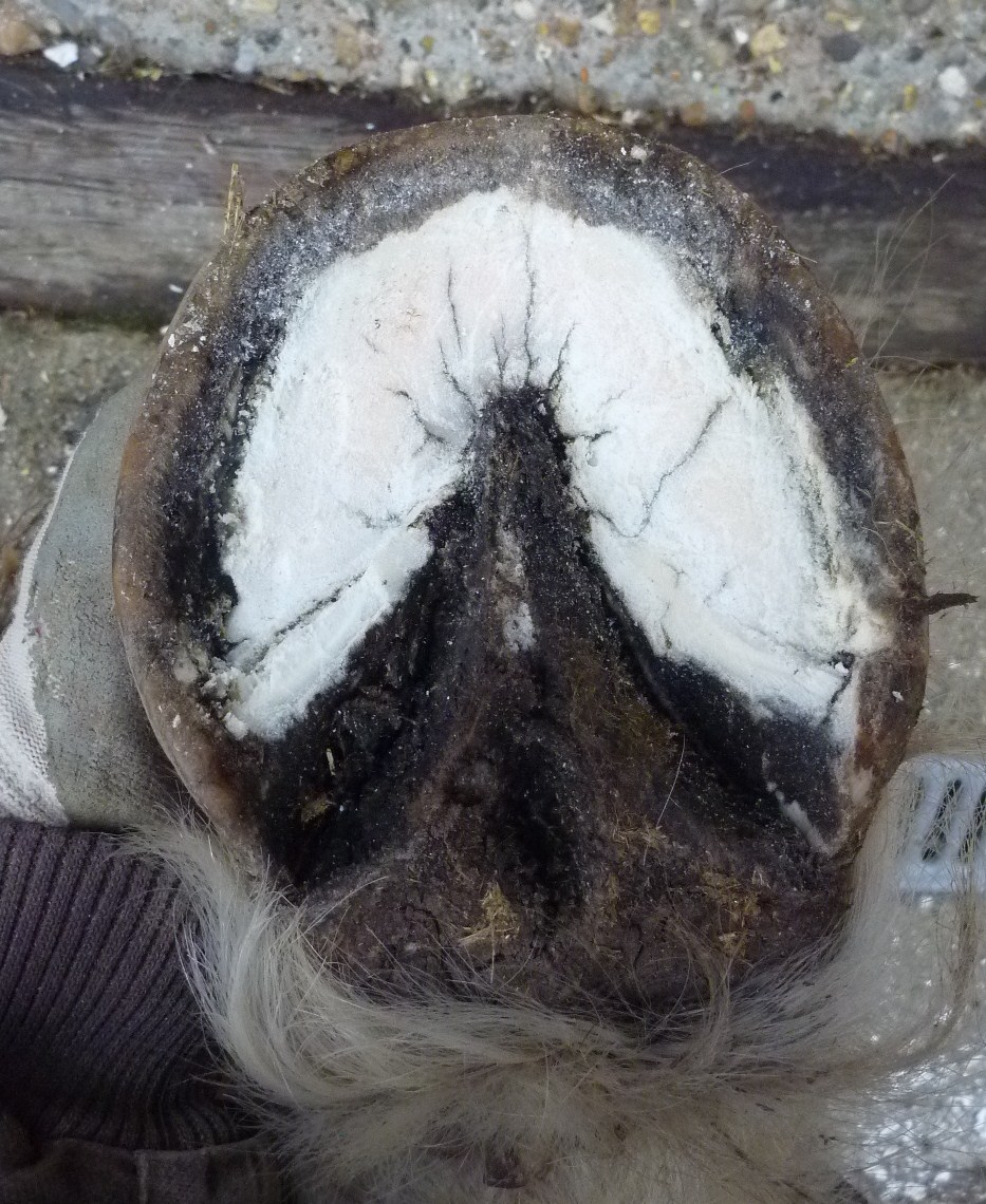 Barefoot Horse Blog Let there be light part two laminitic cob hind foot