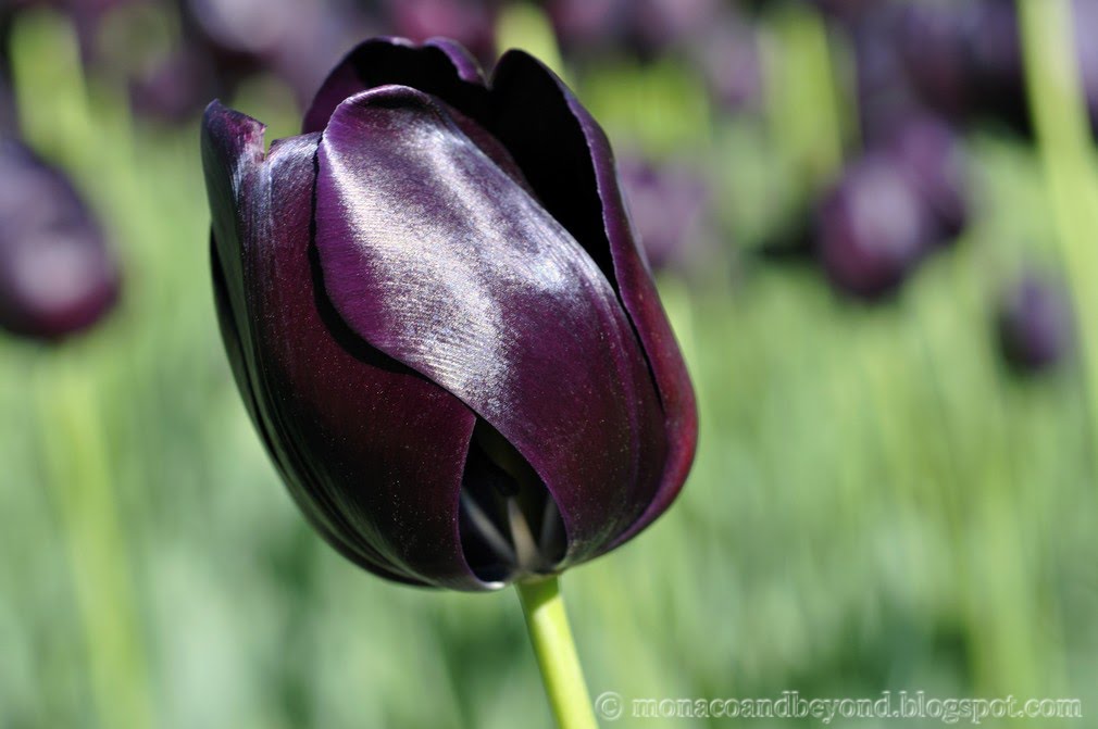 The Black Tulip [1964]